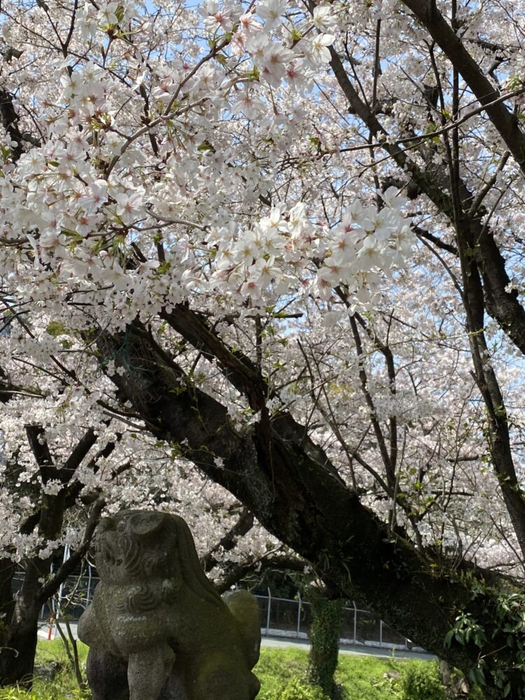 桜と狛犬